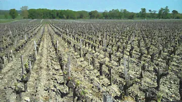 Bordeaux 2010 en primeur Visit of Margaux and Chateau Margaux